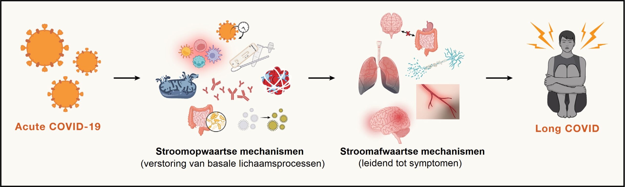 Conceptueel model Cell_mechanismes Long COVID_NL