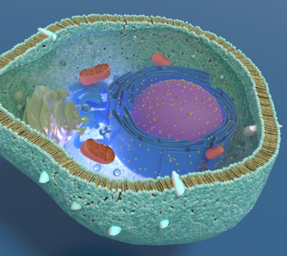 mitochondrien